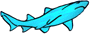 shark