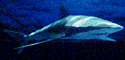 Shark