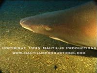 Shark