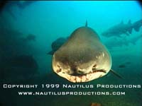 Shark